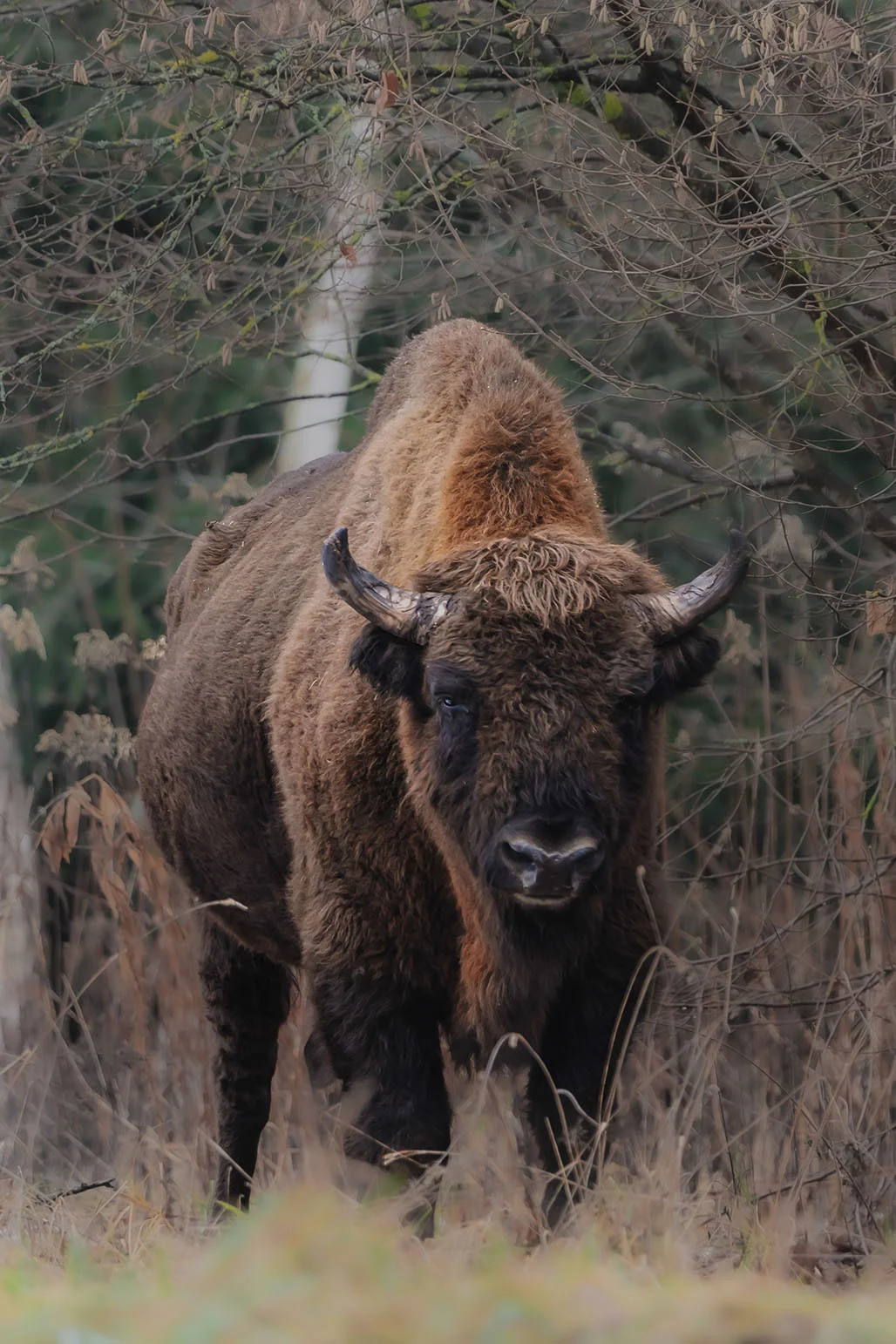 European bison in the forest