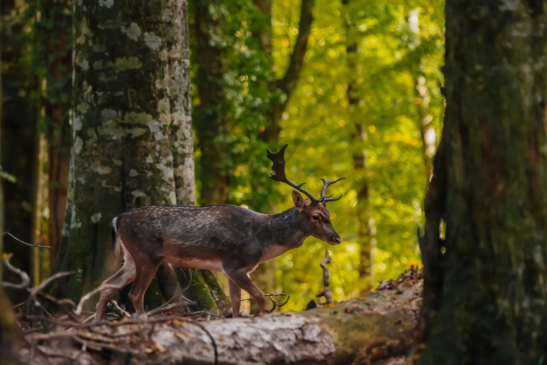 Deer walking through sunlit woodland