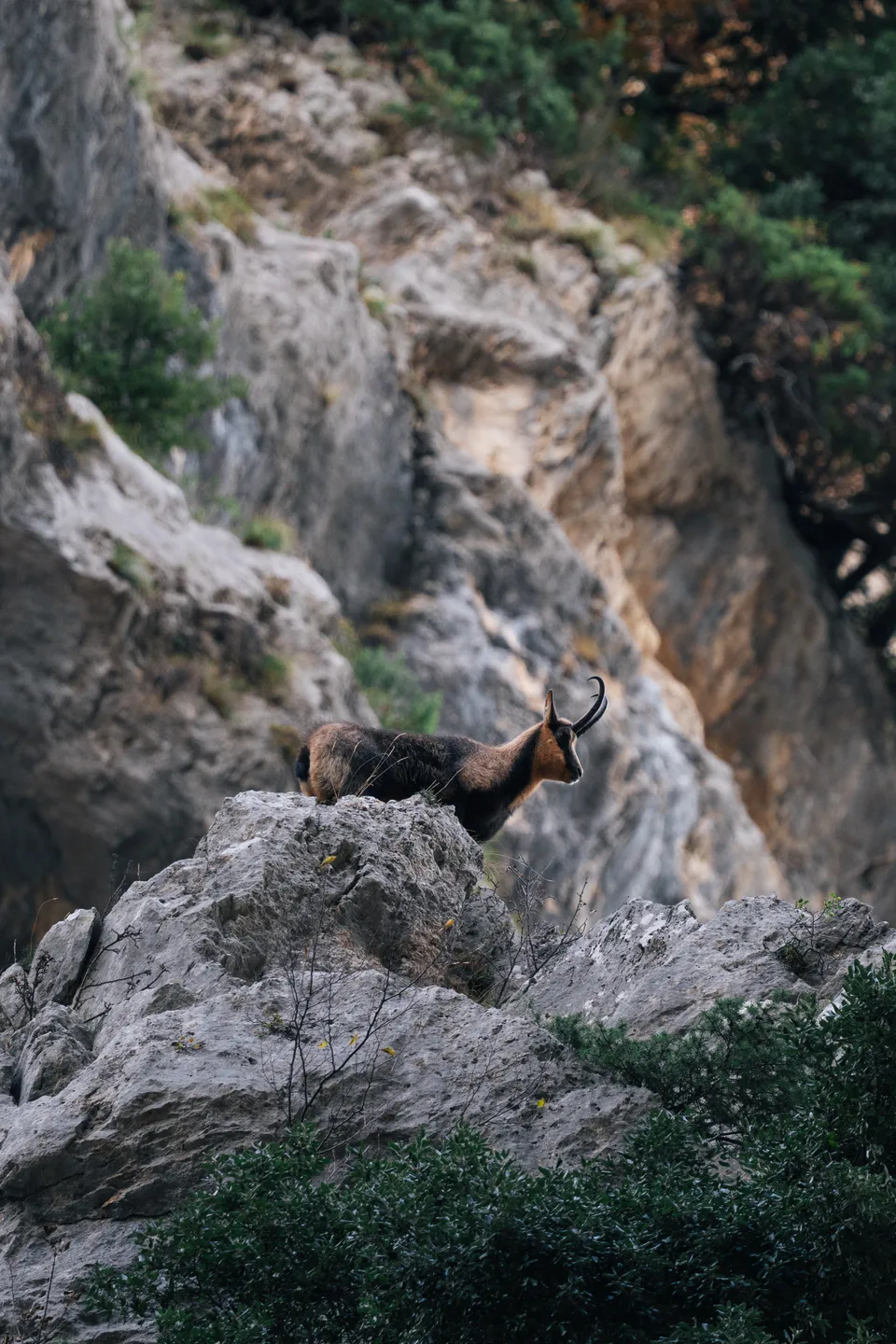 Chamois on a rocky mountainside