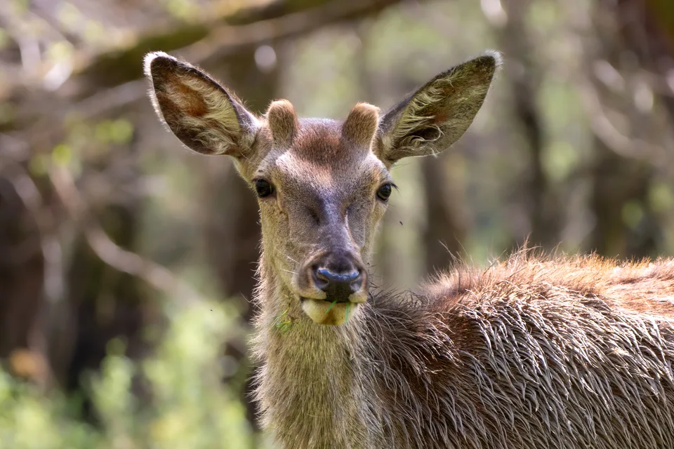 Portrait of a deer in the sunlight