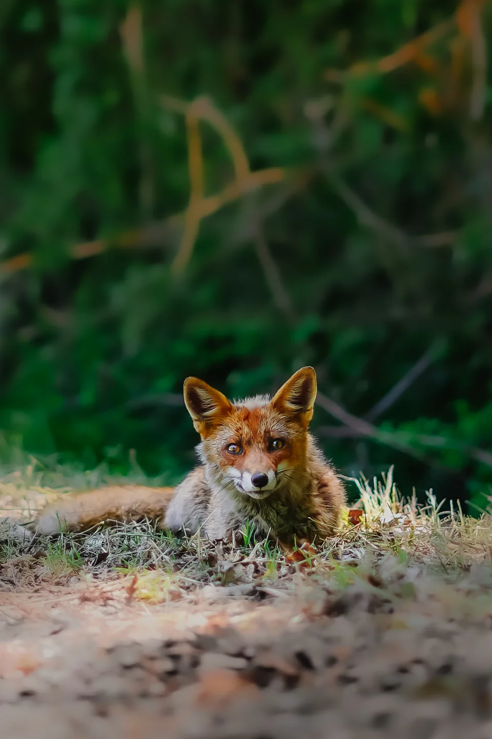 Fox resting on the forest floor