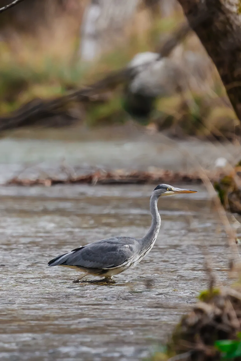 Heron standing in a river