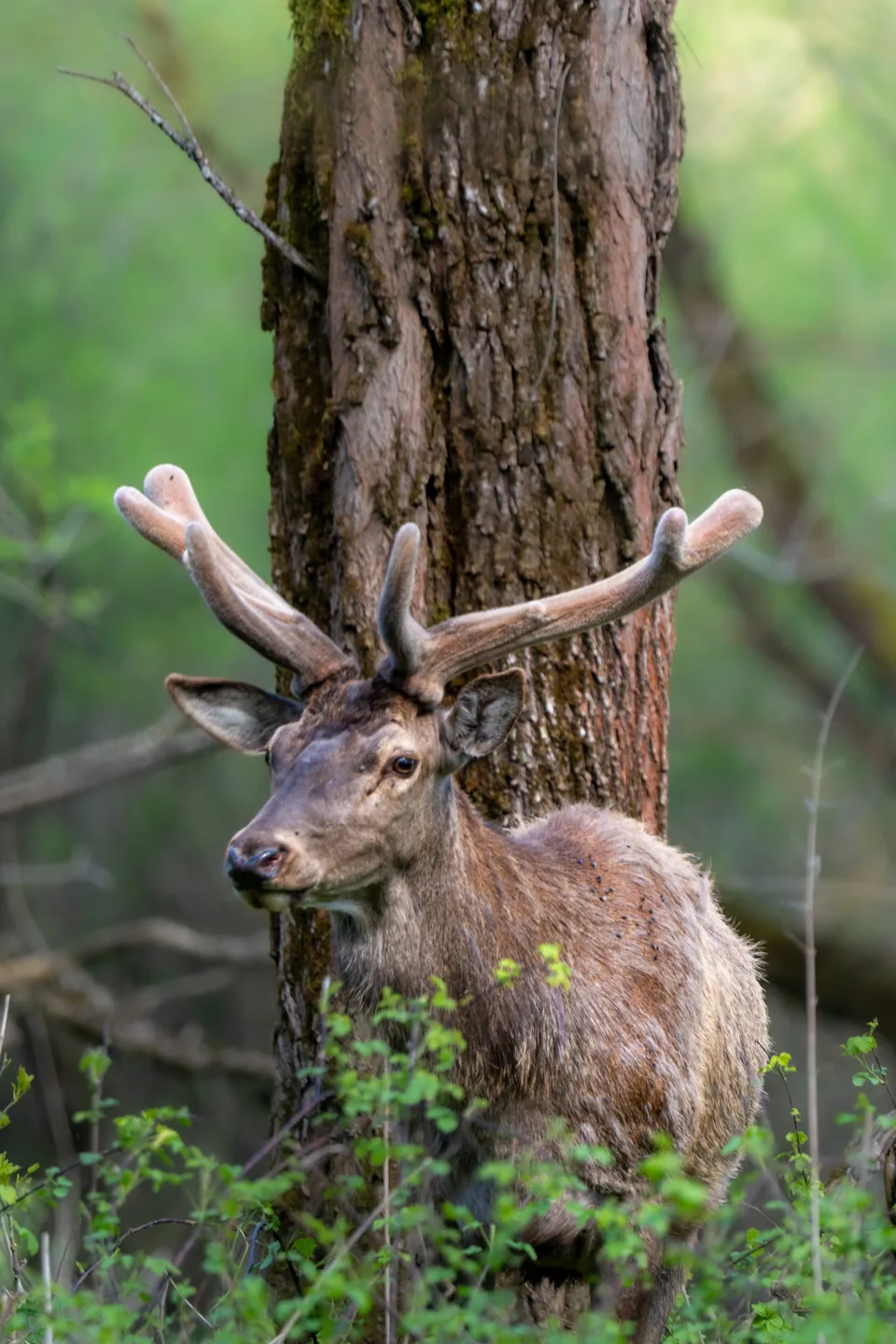 Stag beside a tree