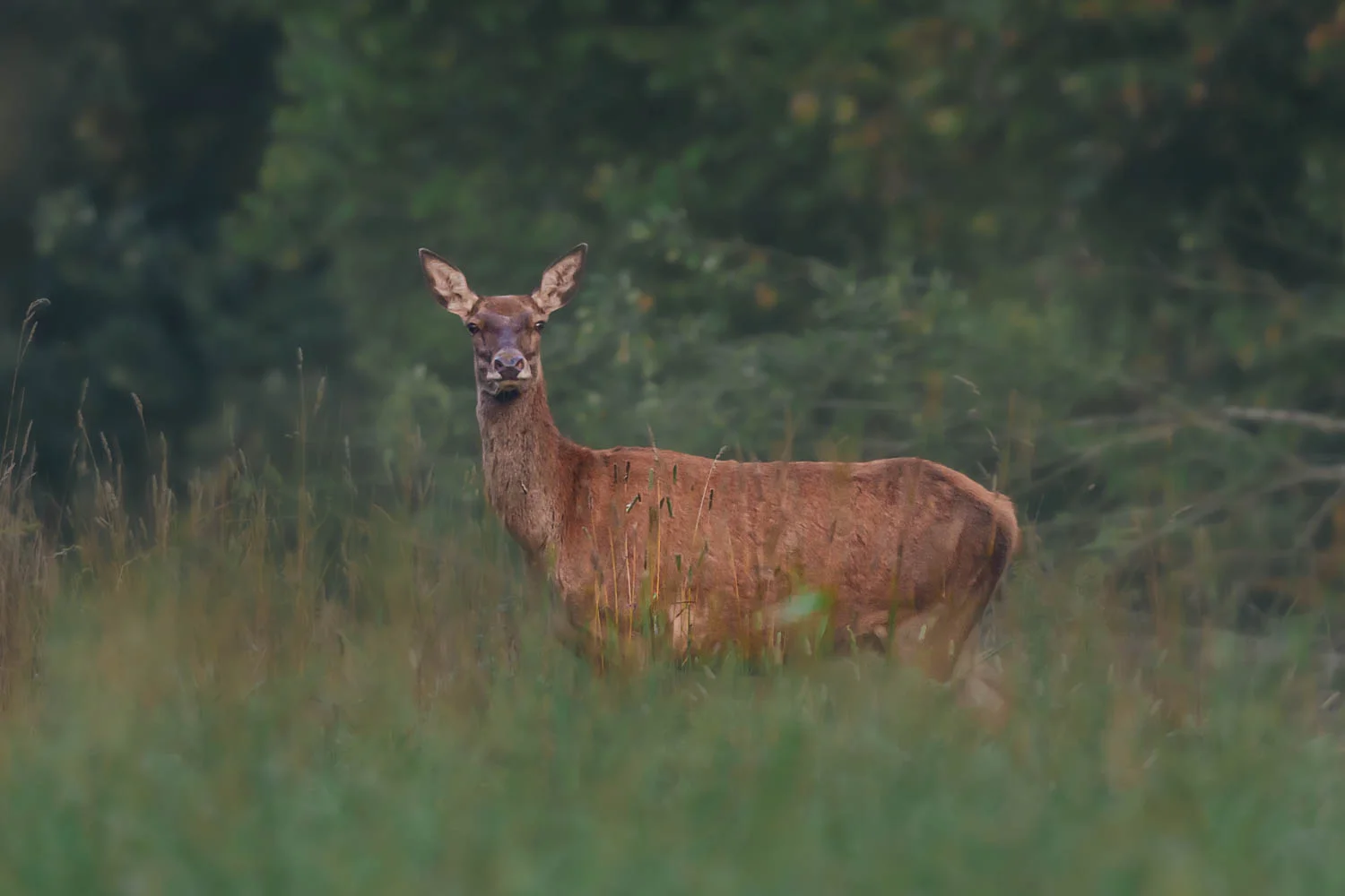 Deer standing in a meadow