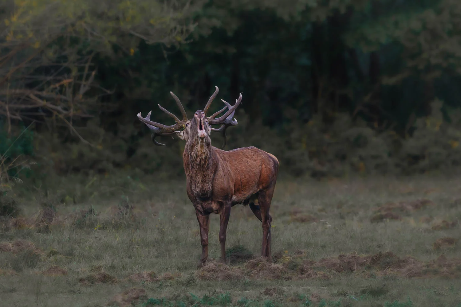 Roaring stag at the edge of the forest