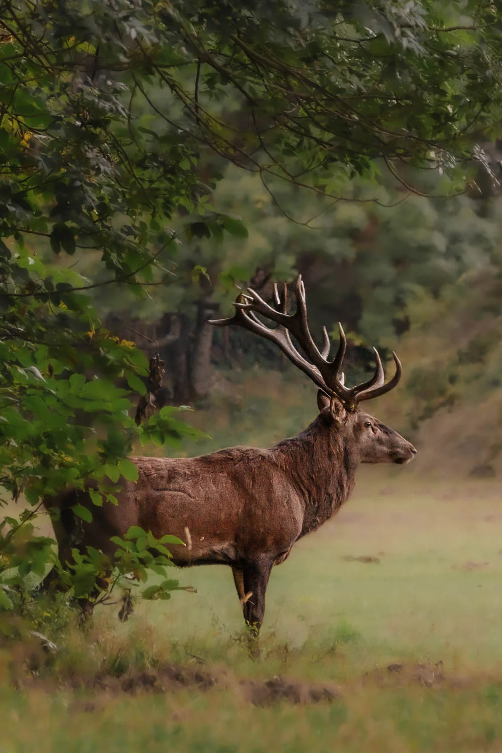 Stag standing among autumn trees